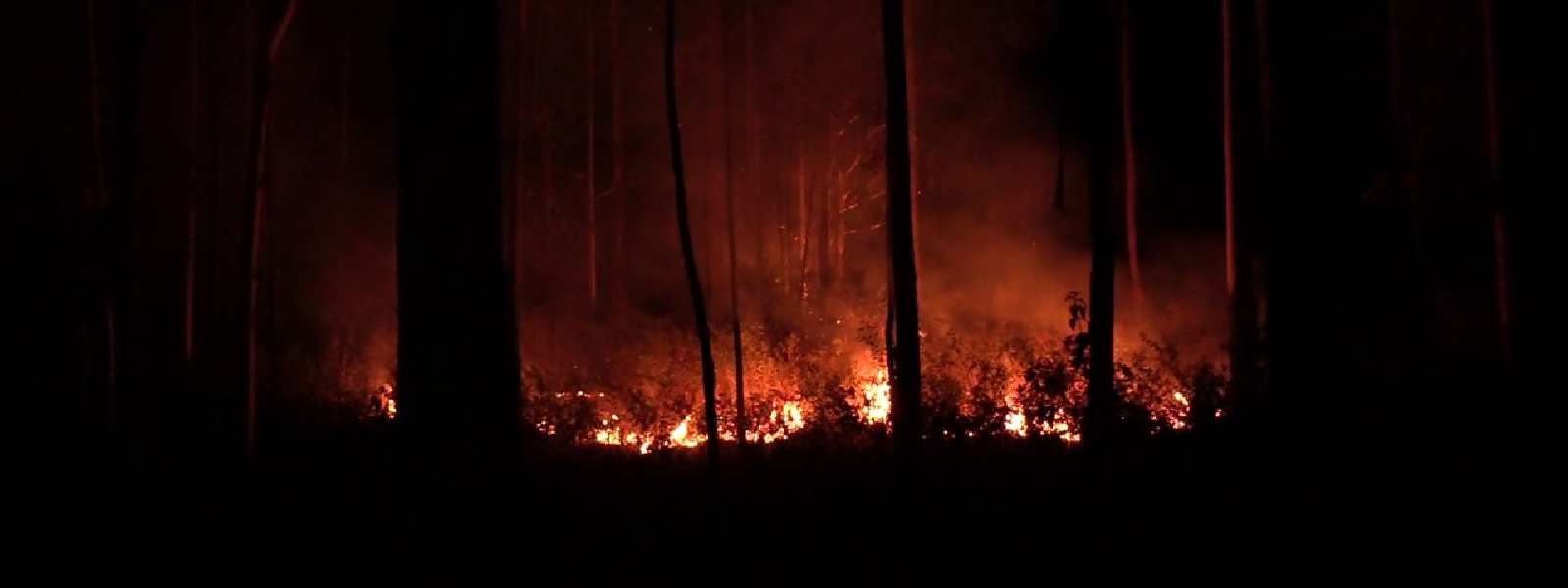 Forest Fires Surge: Drones To Identify Individuals